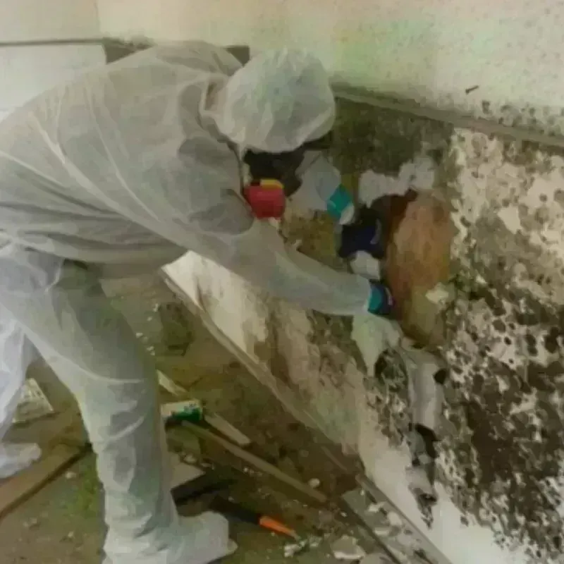 Mold Remediation and Removal in Marion, IN